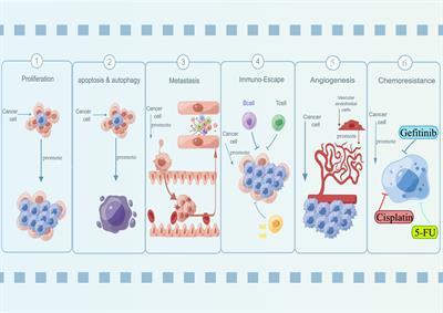 Long noncoding RNA SNHG15: A promising target in human cancers